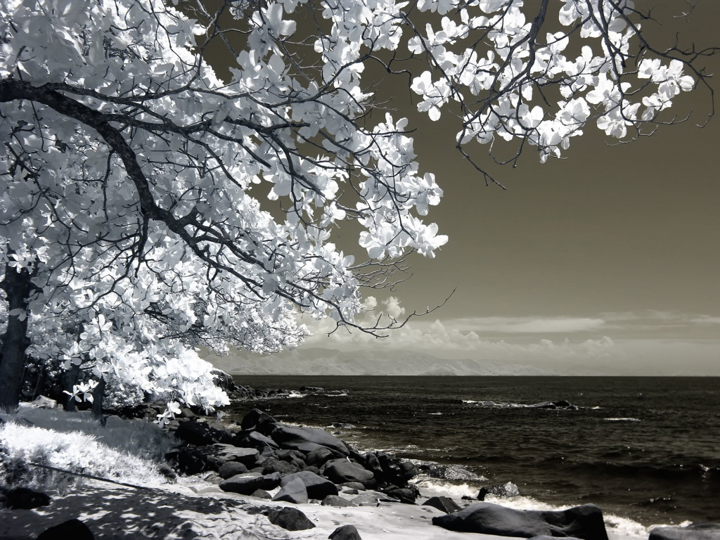 Tree Beside Seashore 