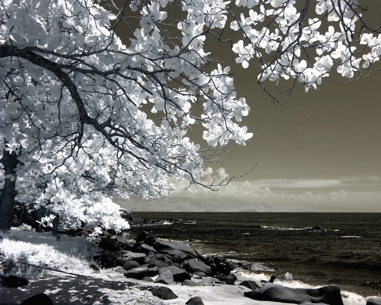 Tree Beside Seashore 