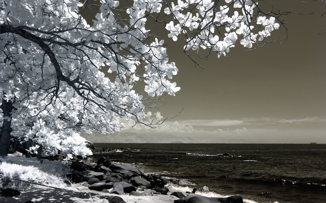 Tree Beside Seashore 