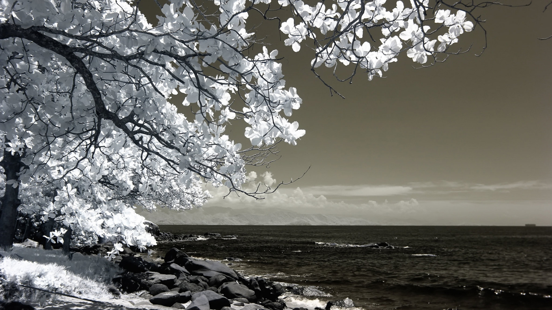 Tree Beside Seashore 