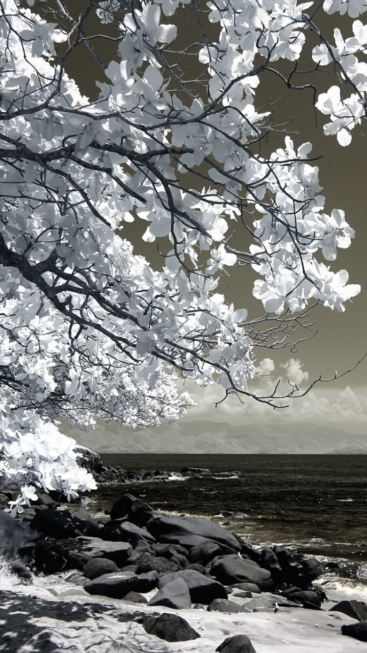 Tree Beside Seashore 