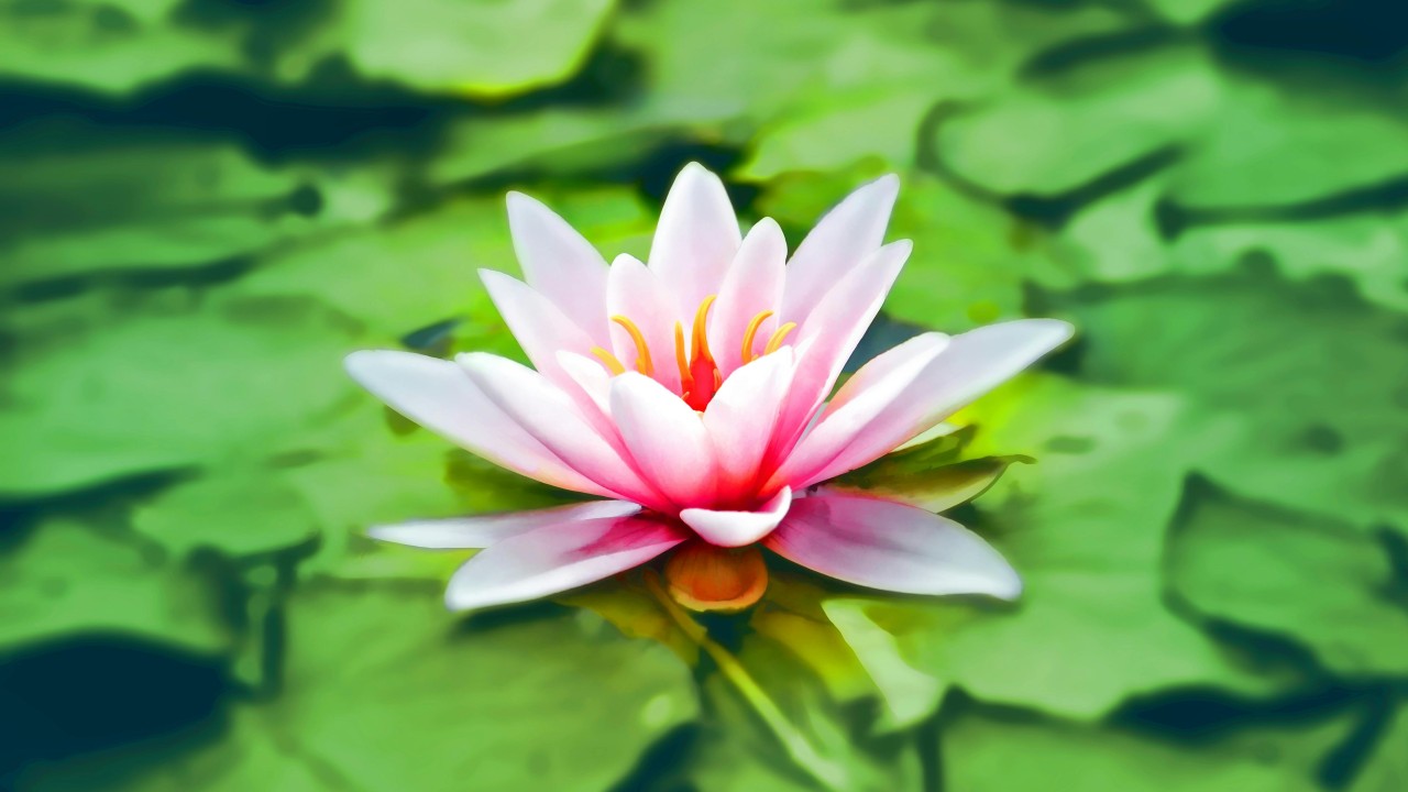 Close-up Photography of Pink Lotus