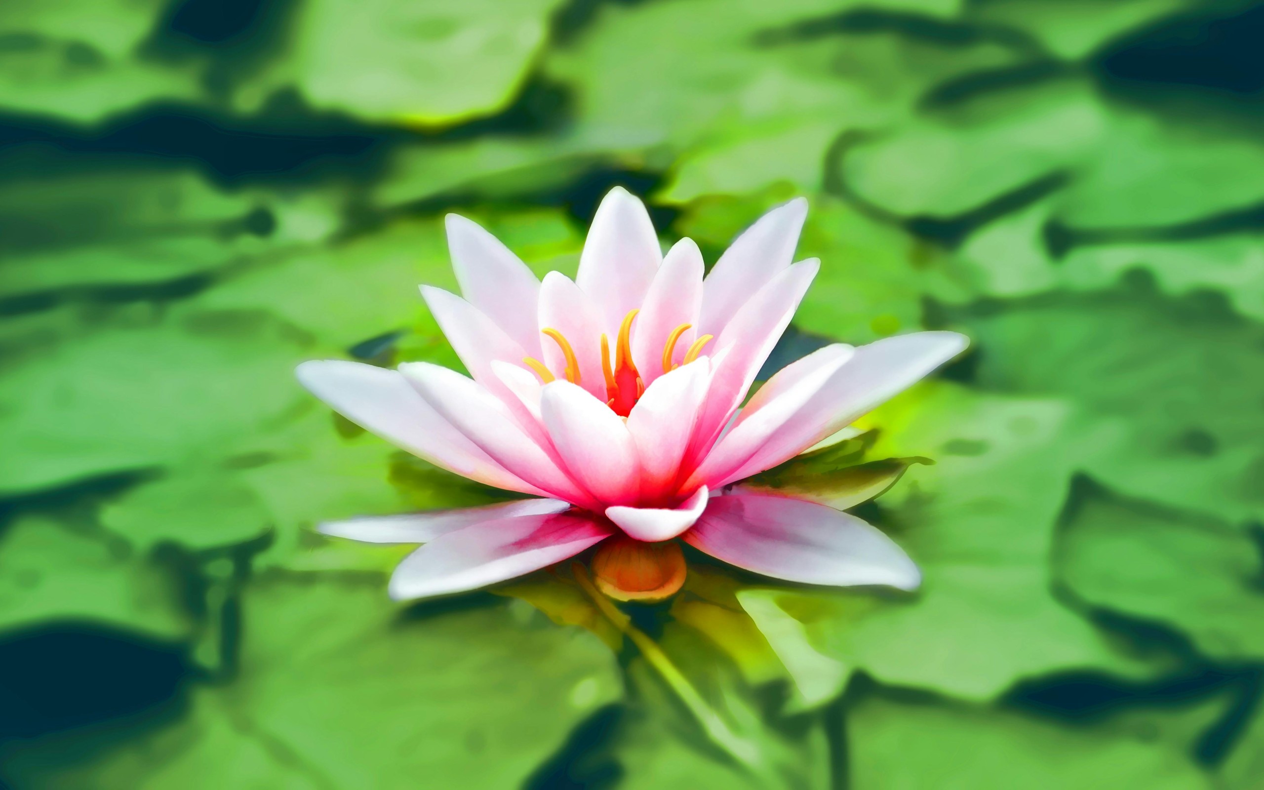 Close-up Photography of Pink Lotus