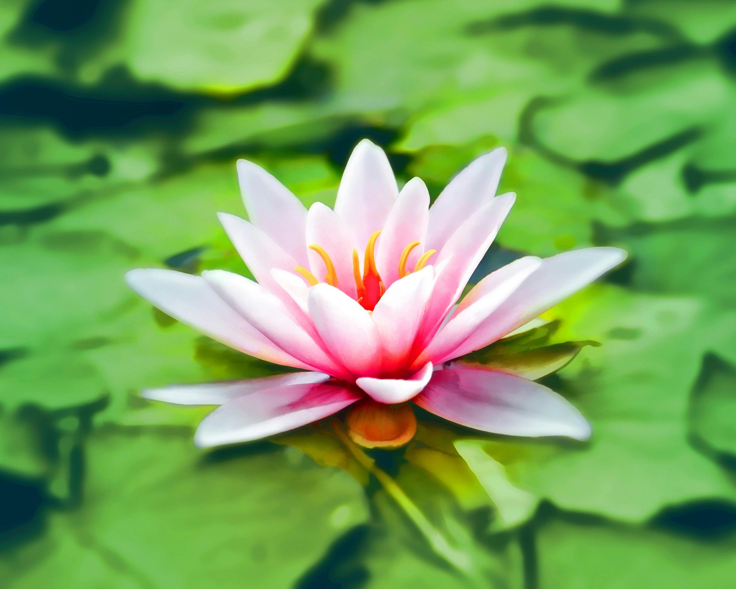 Close-up Photography of Pink Lotus