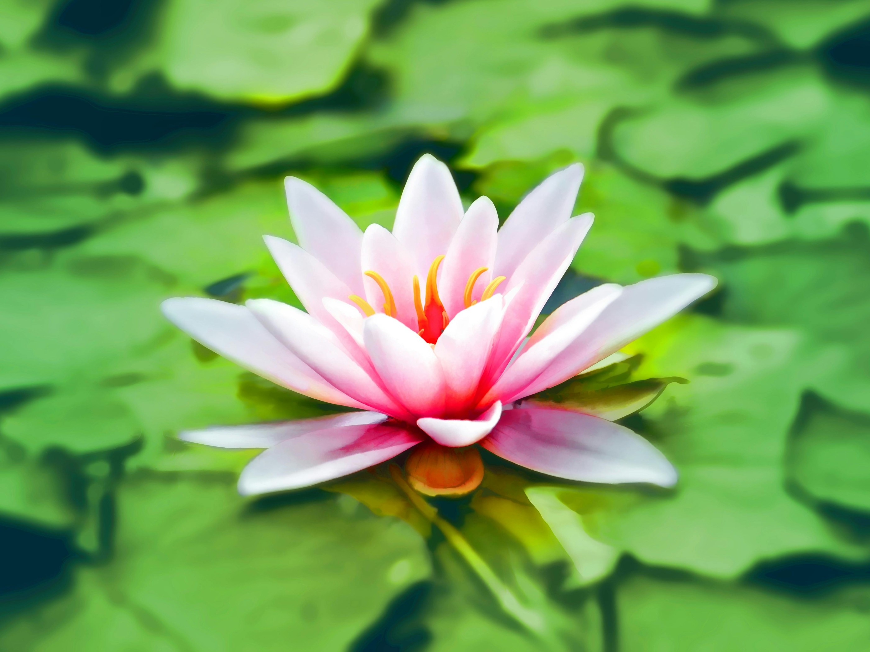 Close-up Photography of Pink Lotus