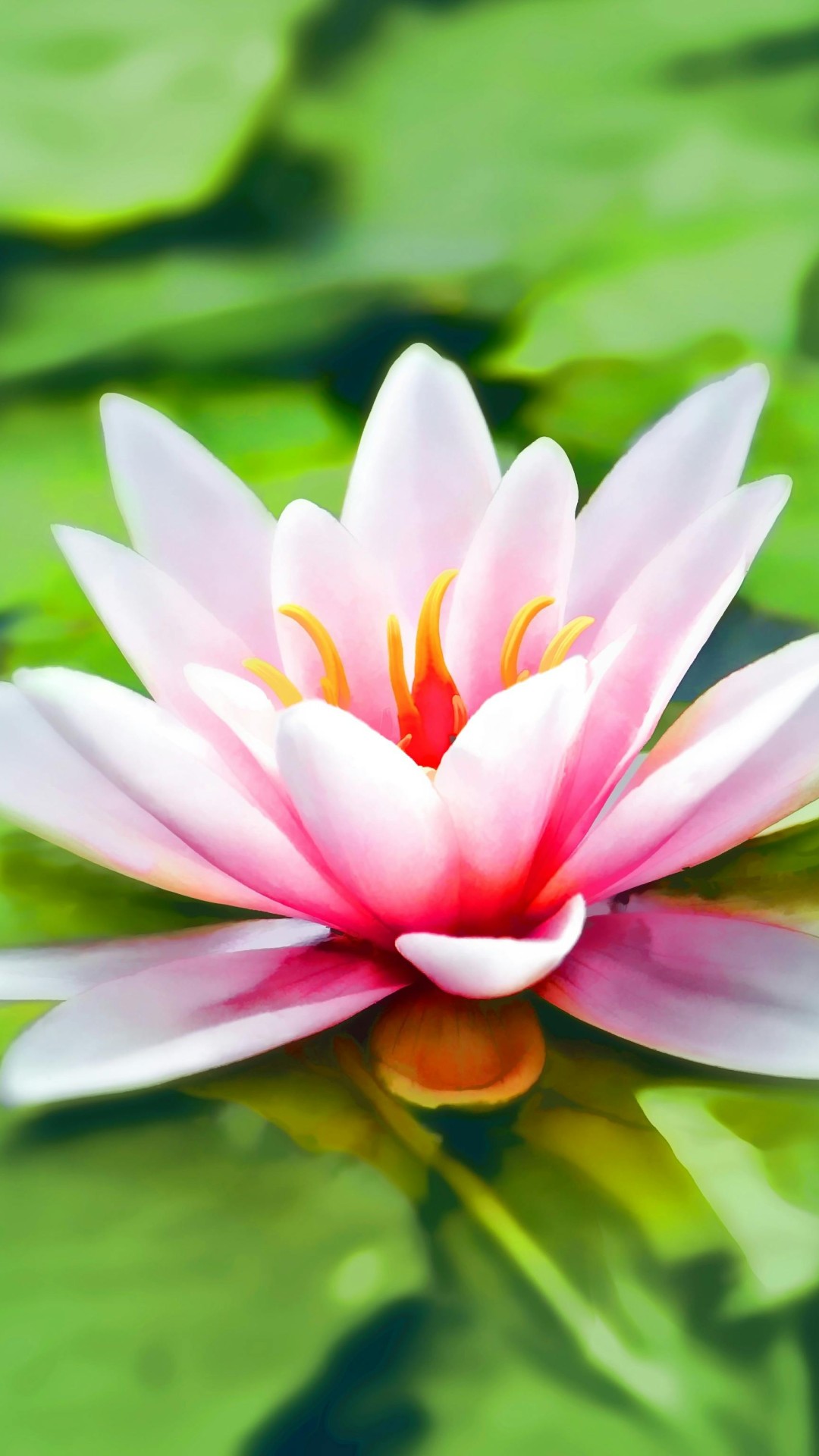Close-up Photography of Pink Lotus