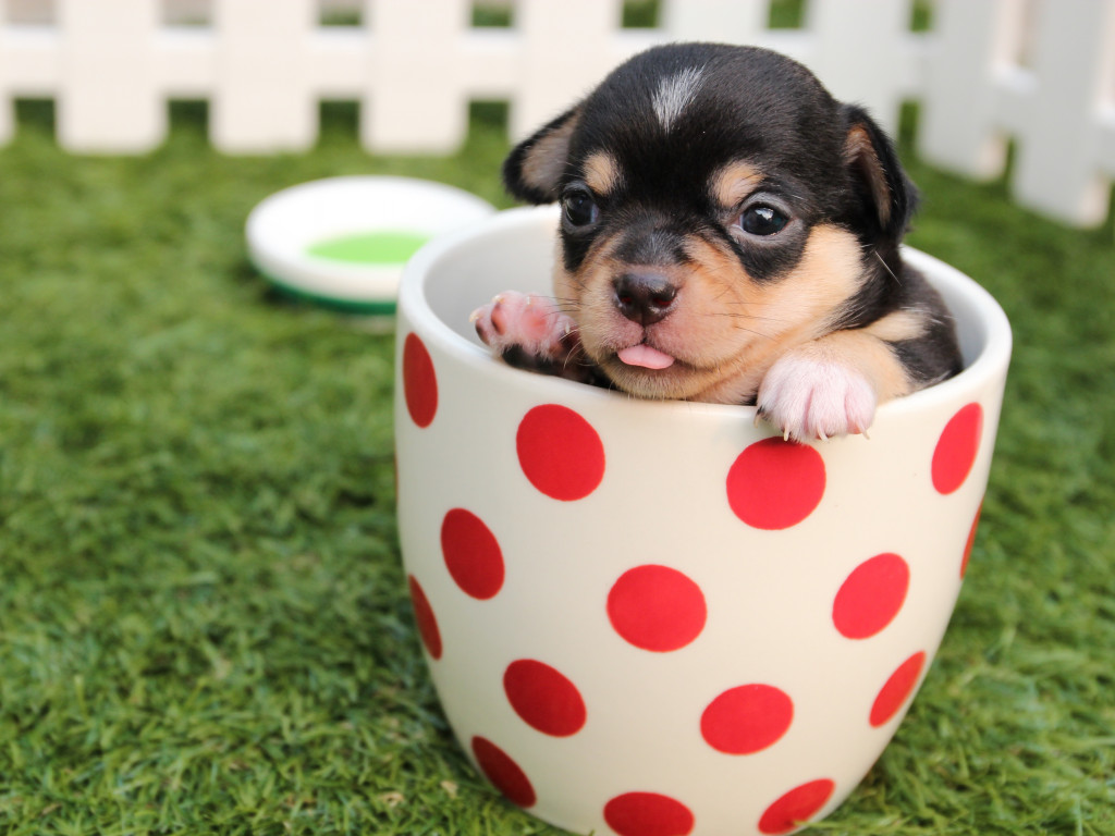 Puppy in Cup