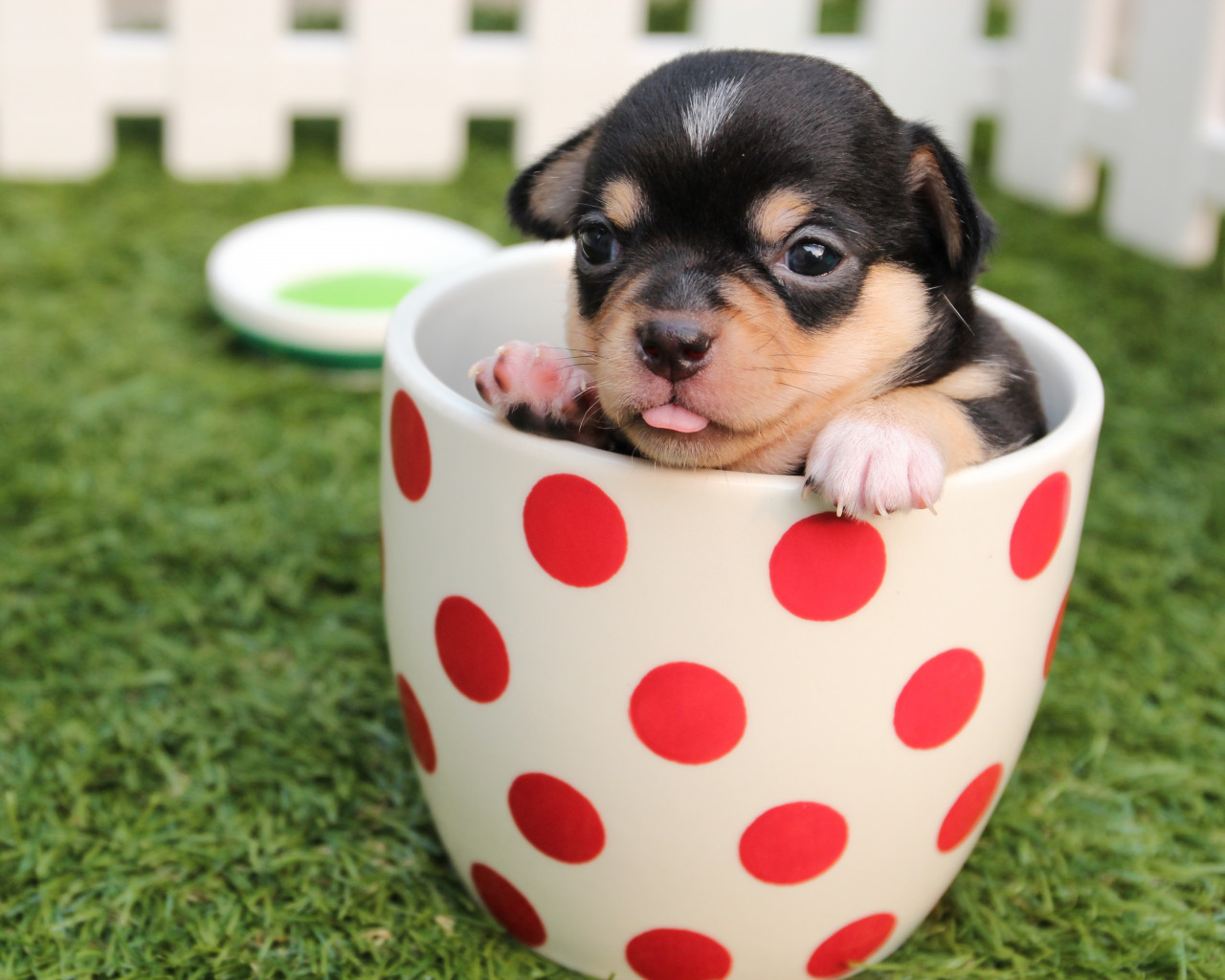 Puppy in Cup
