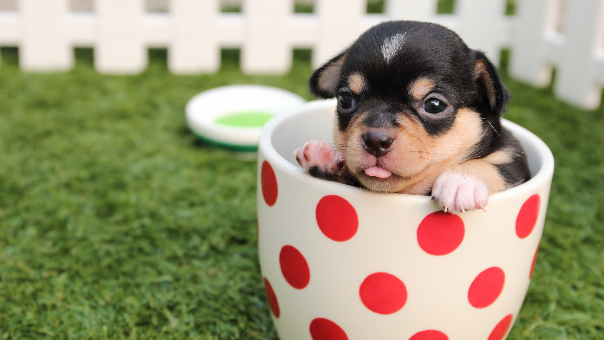 Puppy in Cup