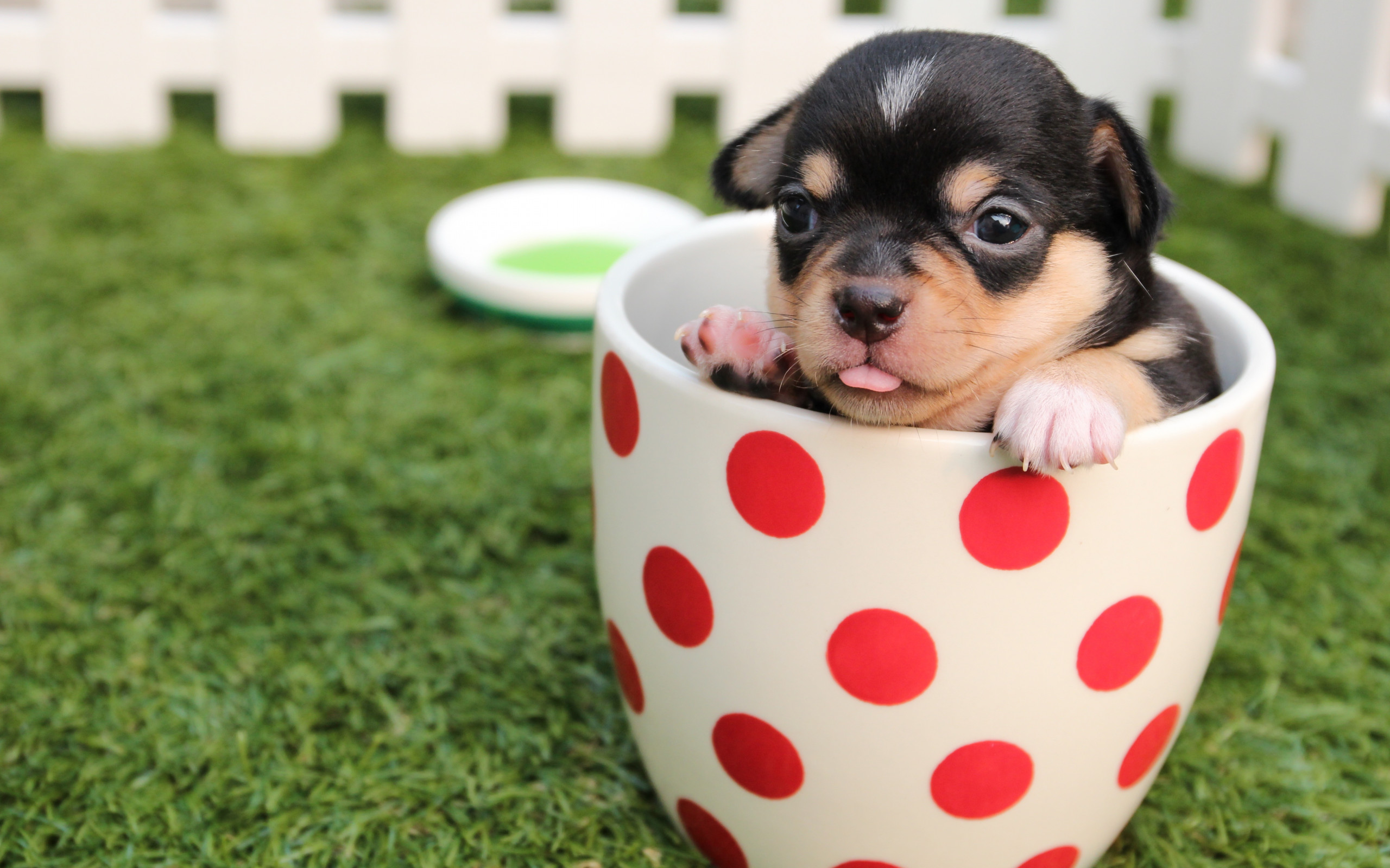 Puppy in Cup
