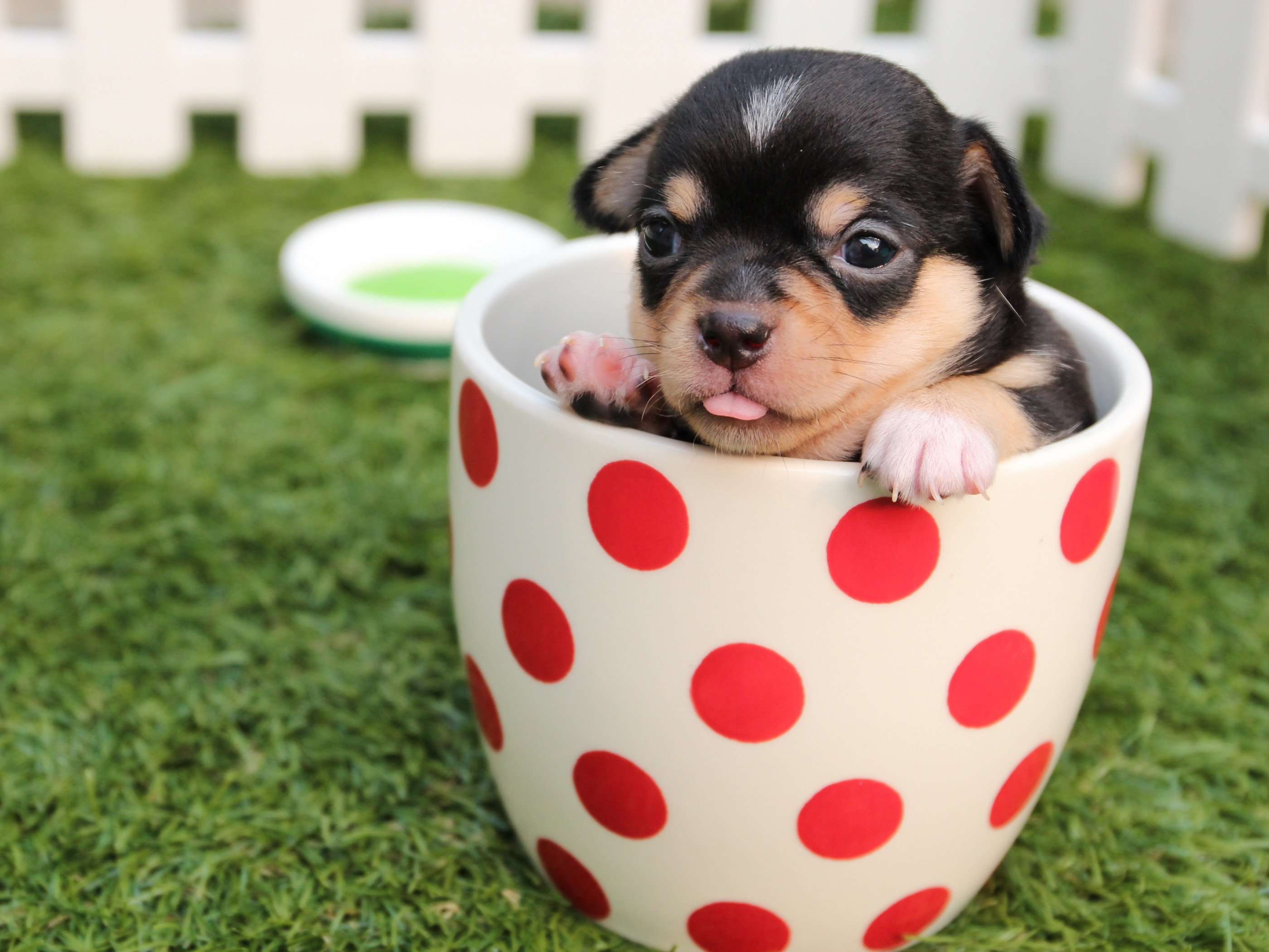 Puppy in Cup