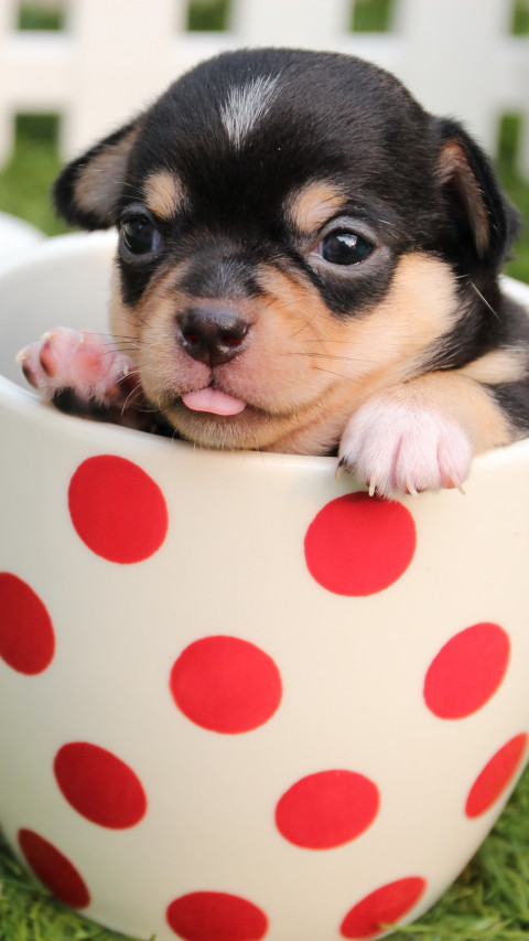 Puppy in Cup