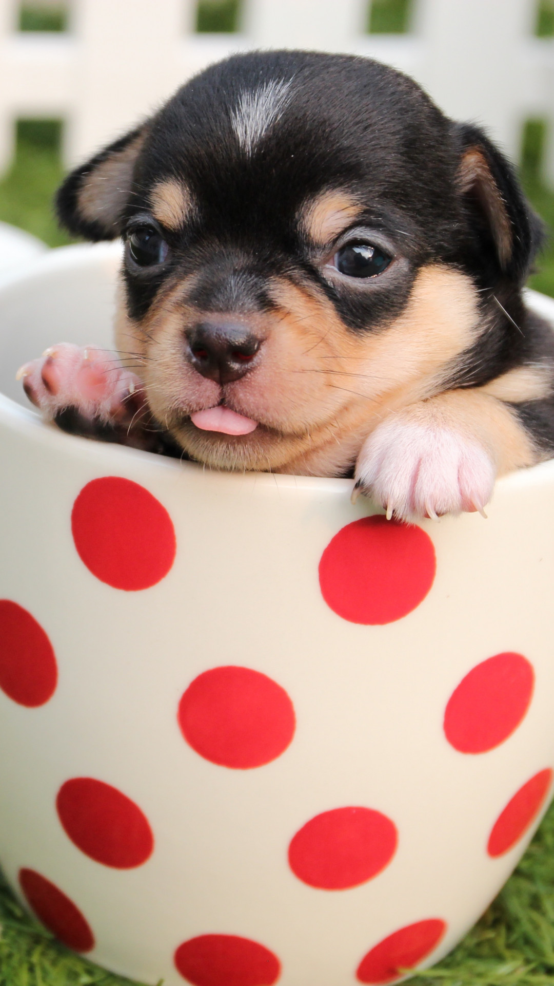 Puppy in Cup