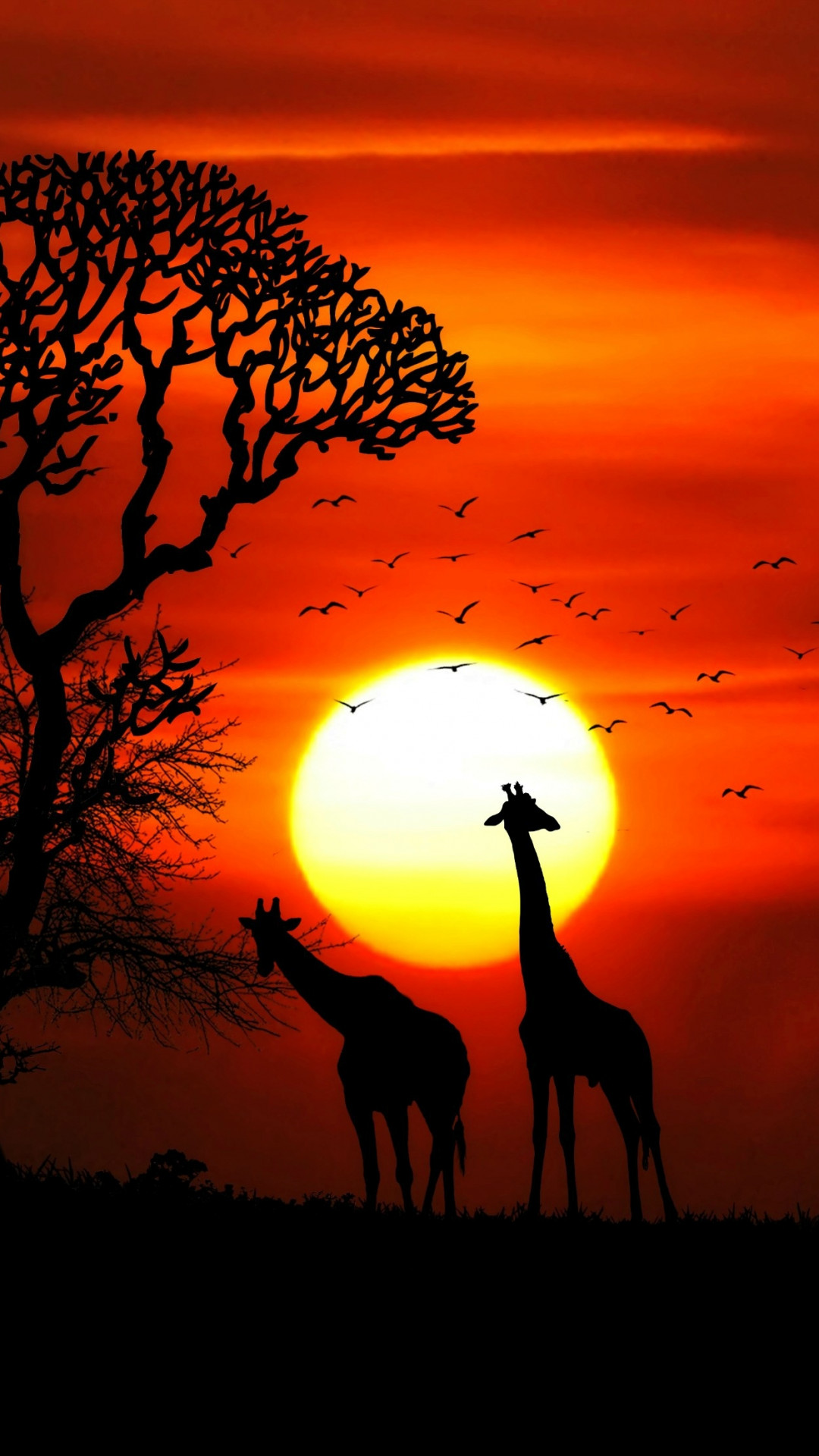 Giraffes