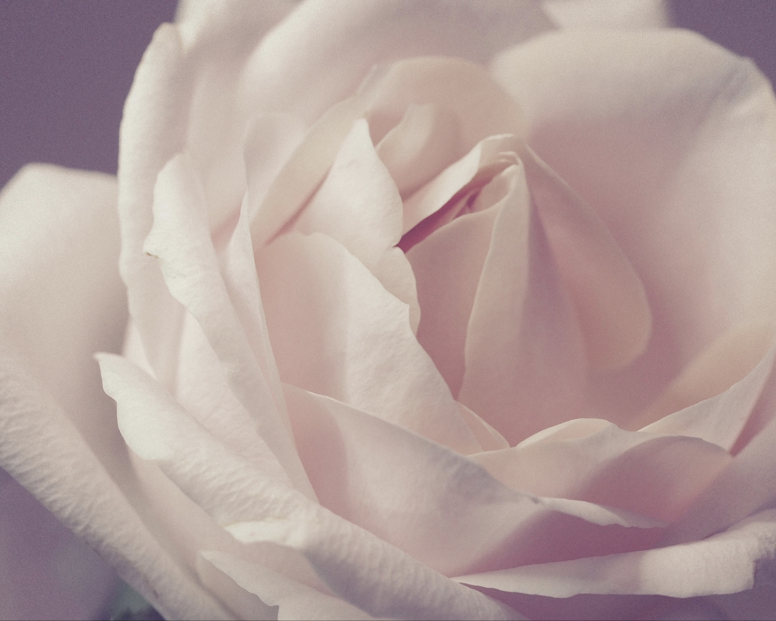 White Rose
