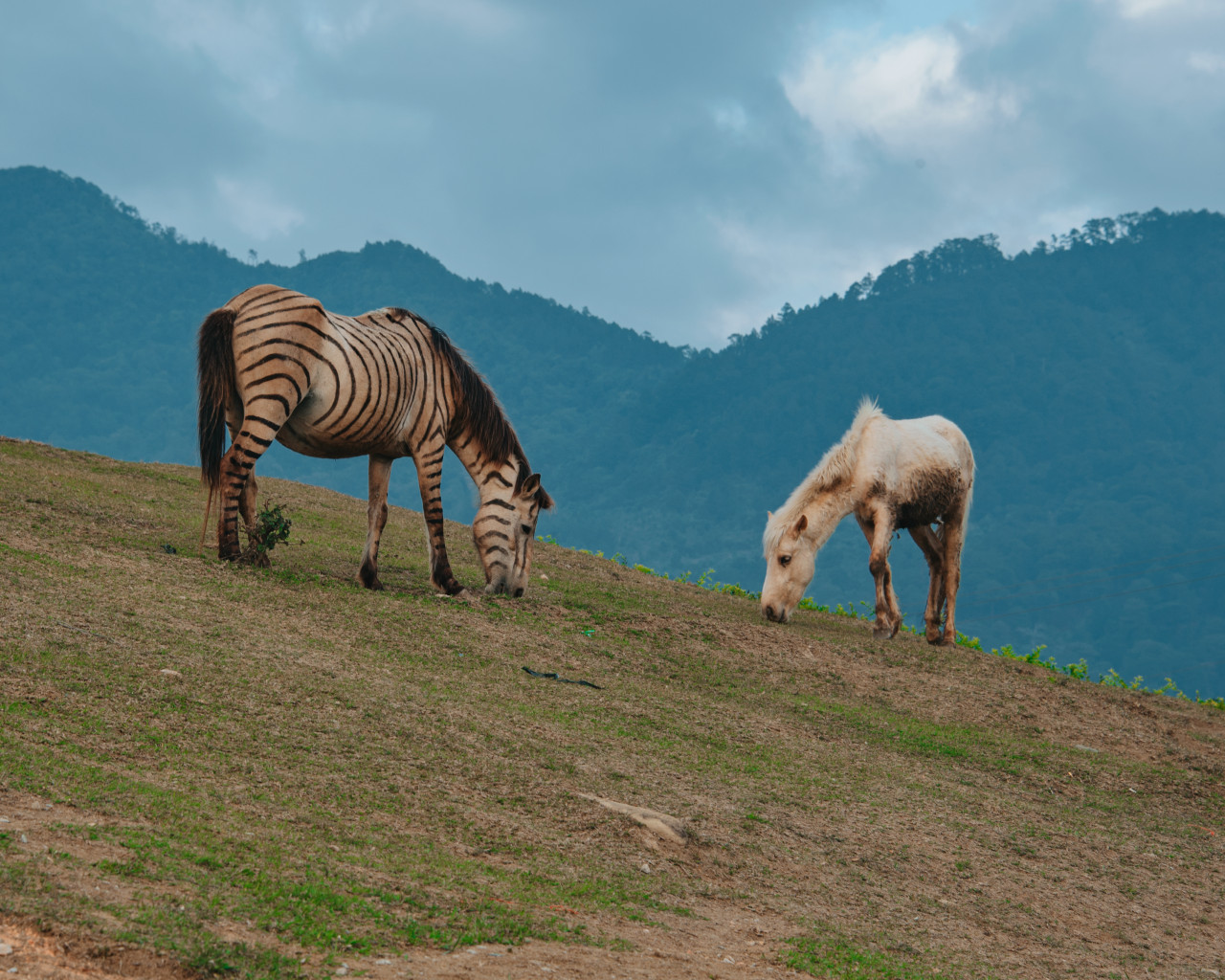 Two Horses Eating Grass