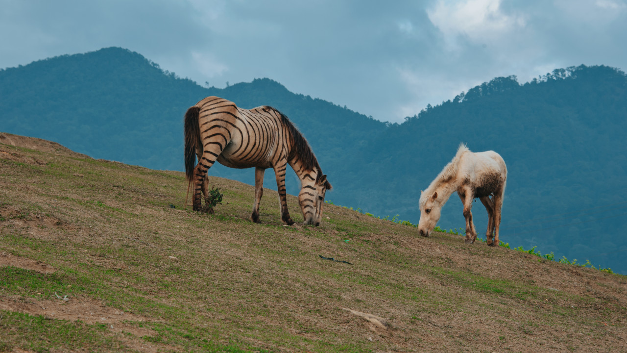 Two Horses Eating Grass