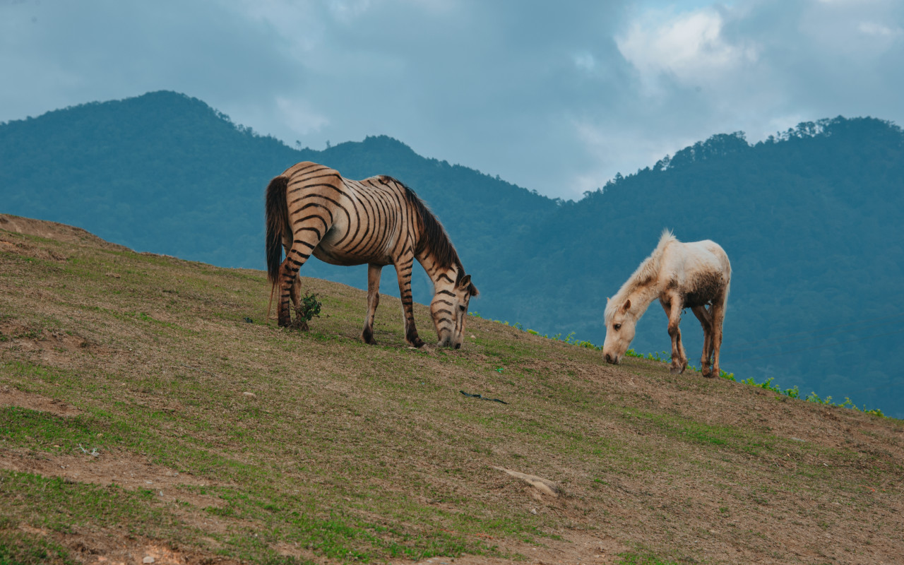 Two Horses Eating Grass