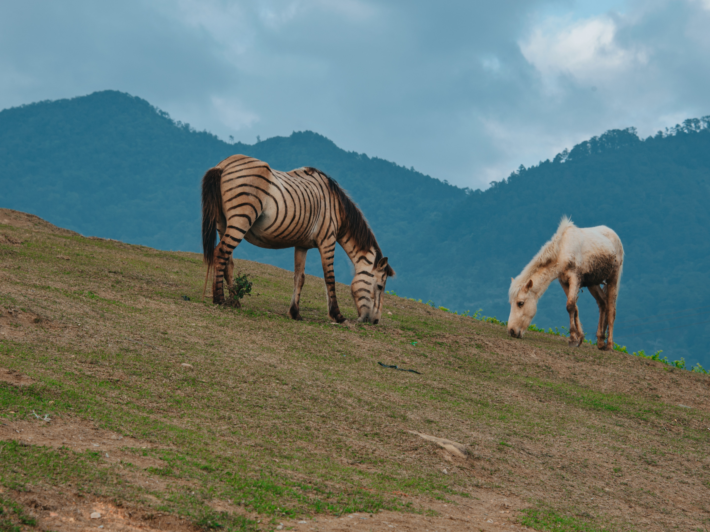 Two Horses Eating Grass