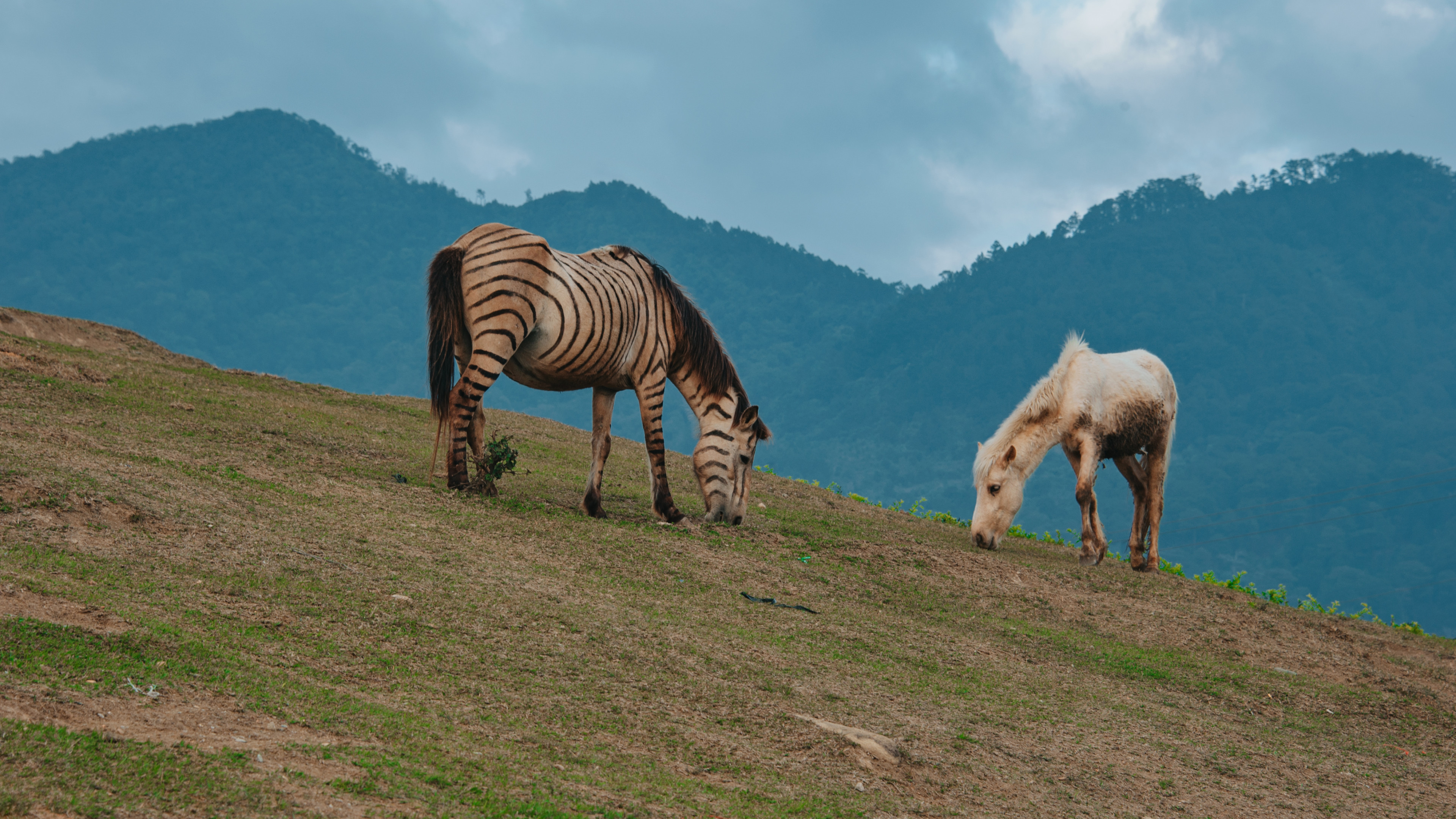 Two Horses Eating Grass
