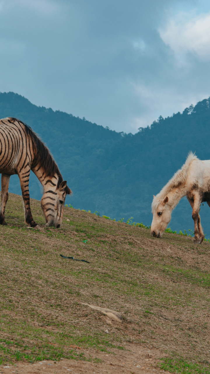 Two Horses Eating Grass