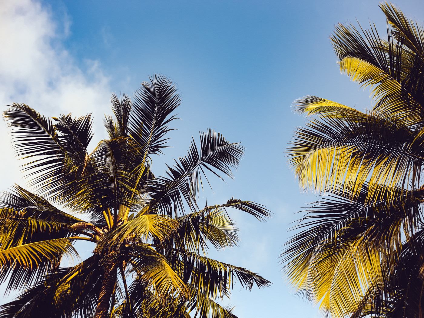 Clear Blue Sky over Two Coconut Trees