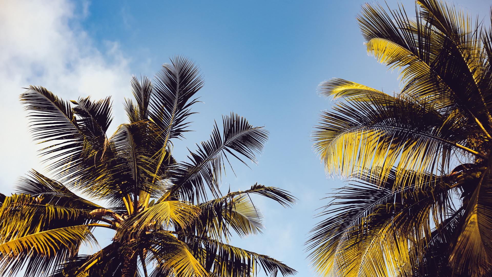Clear Blue Sky over Two Coconut Trees