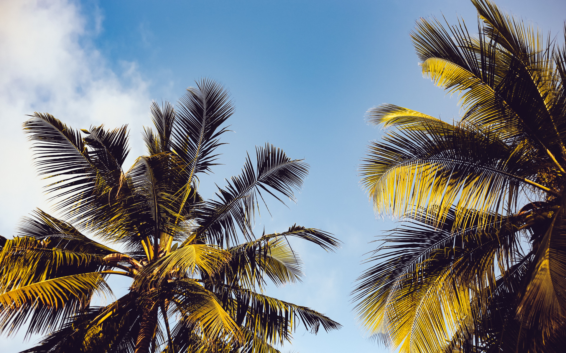 Clear Blue Sky over Two Coconut Trees