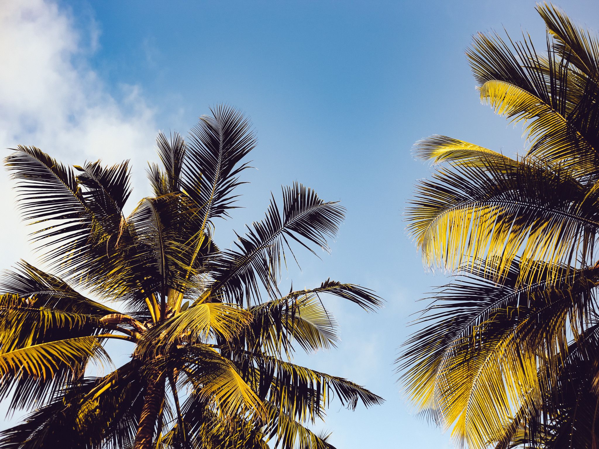 Clear Blue Sky over Two Coconut Trees