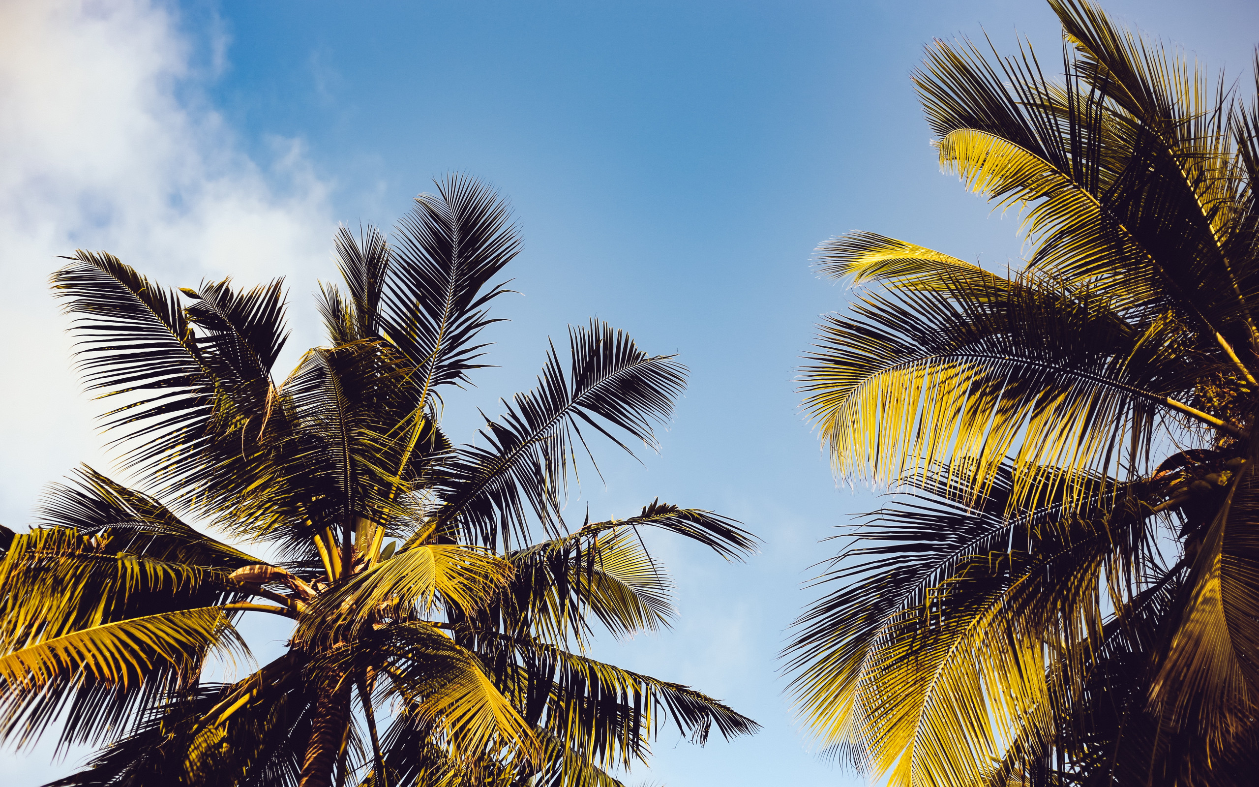 Clear Blue Sky over Two Coconut Trees