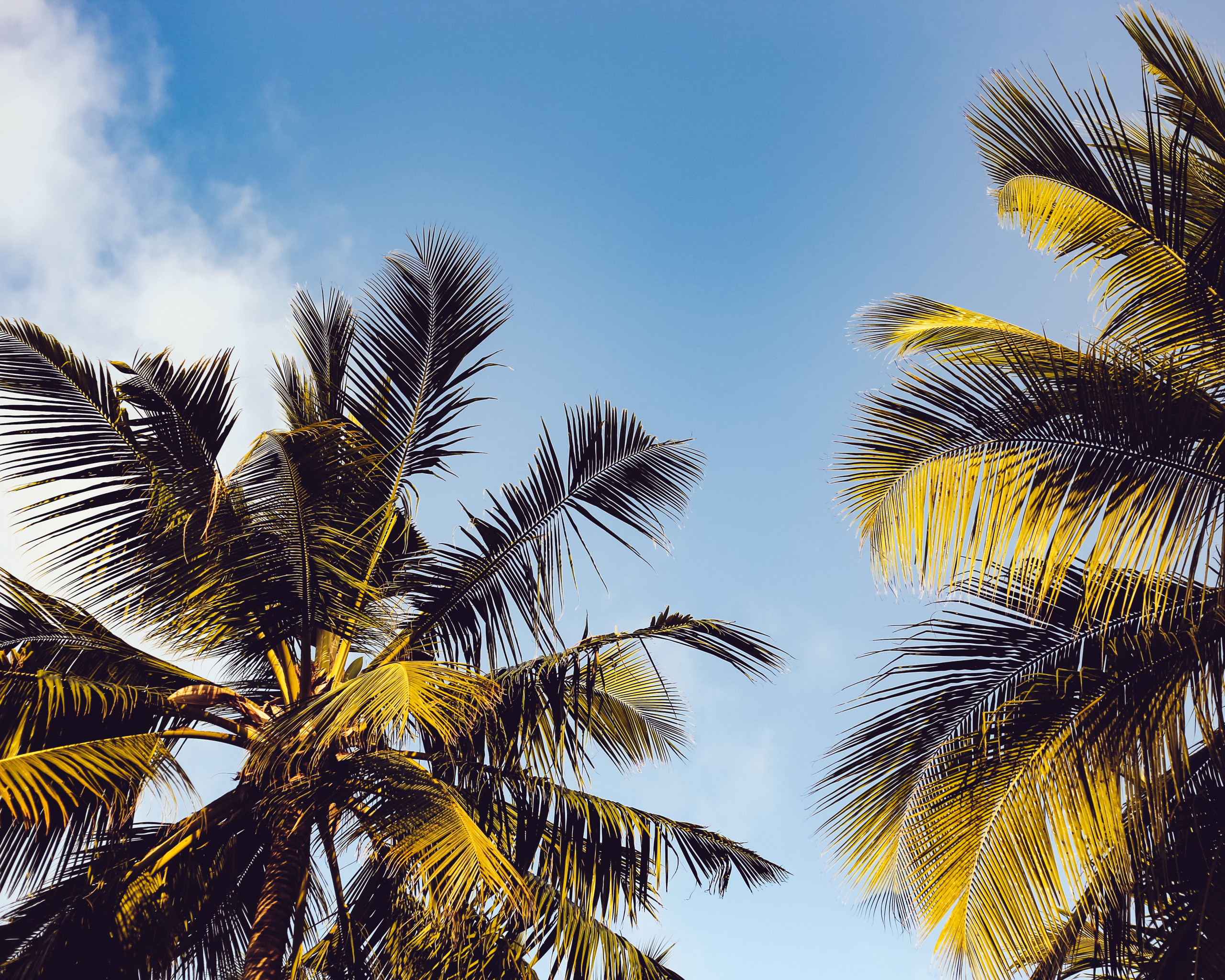 Clear Blue Sky over Two Coconut Trees