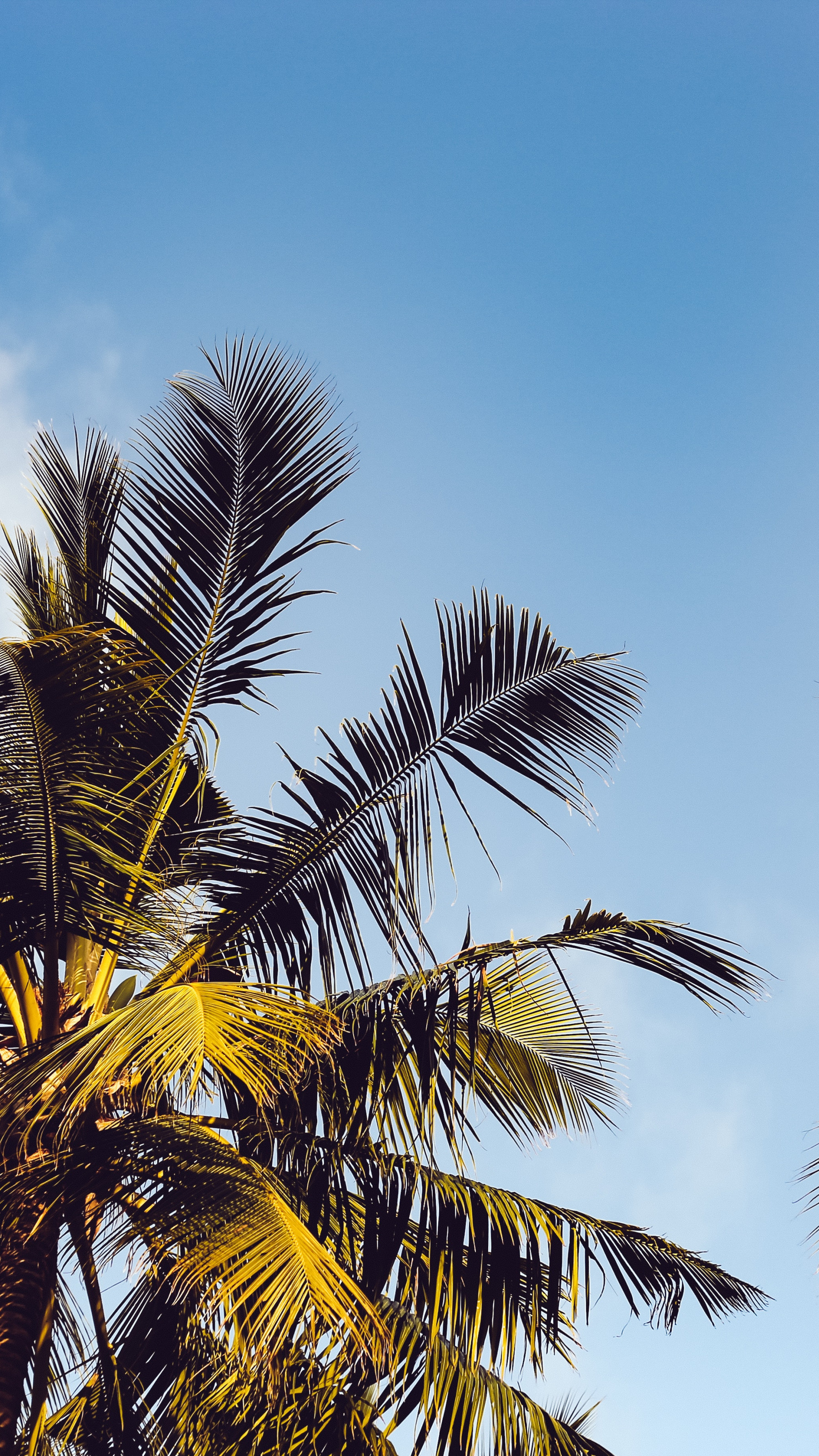 Clear Blue Sky over Two Coconut Trees