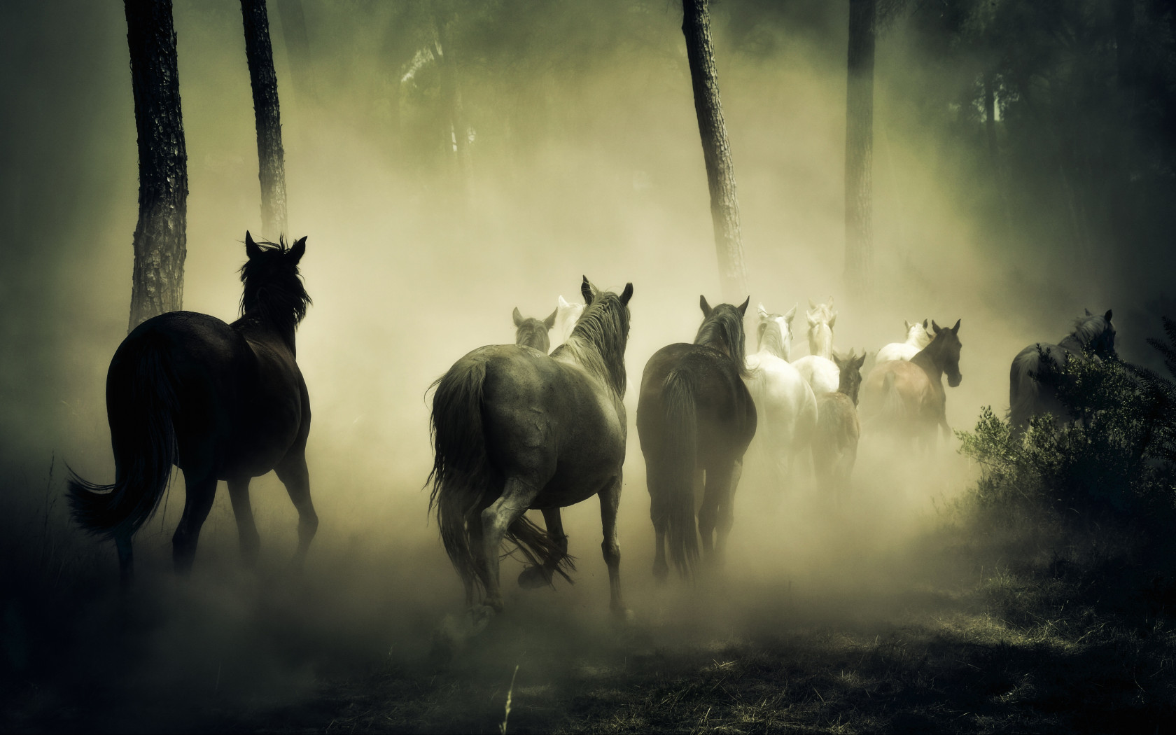 Horse Running