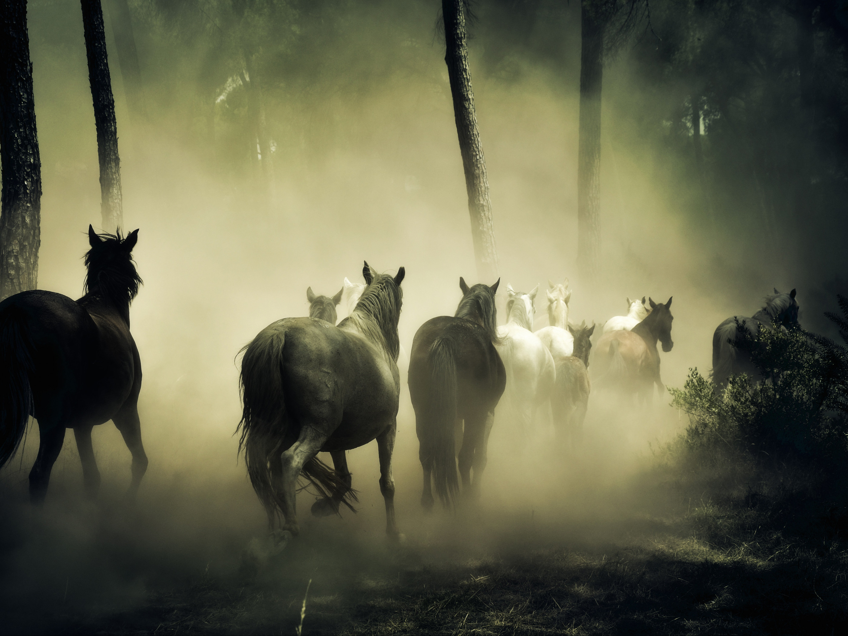 Horse Running