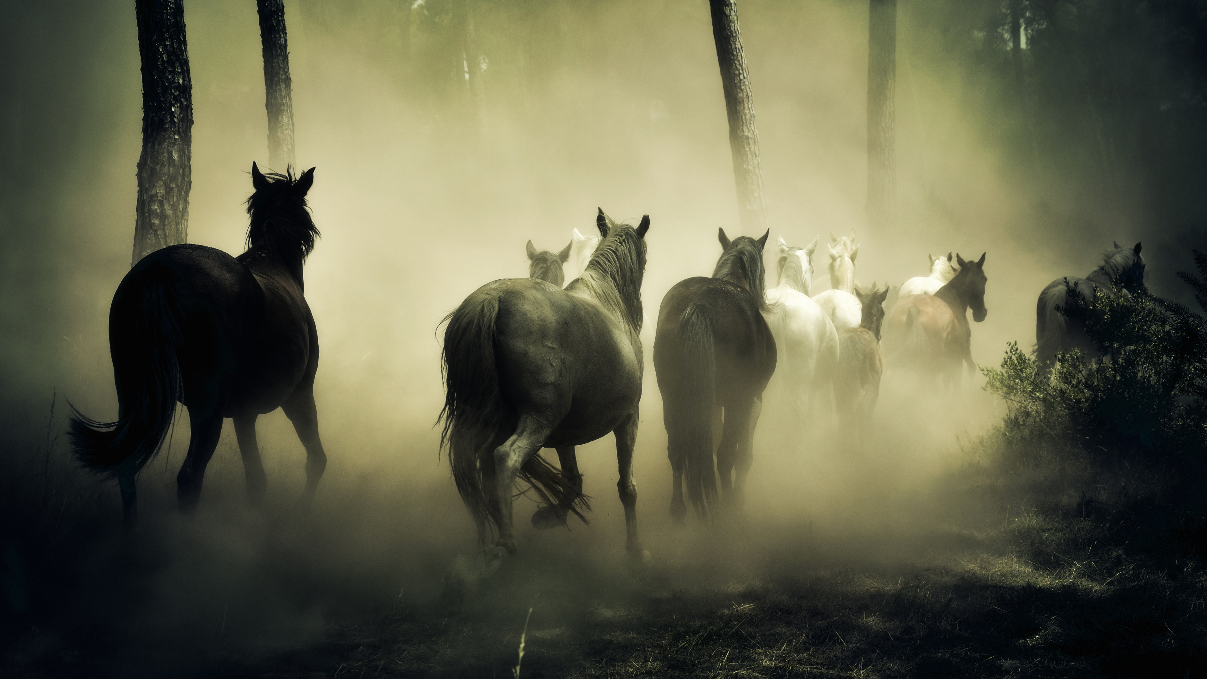 Horse Running