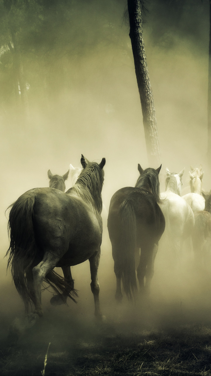 Horse Running