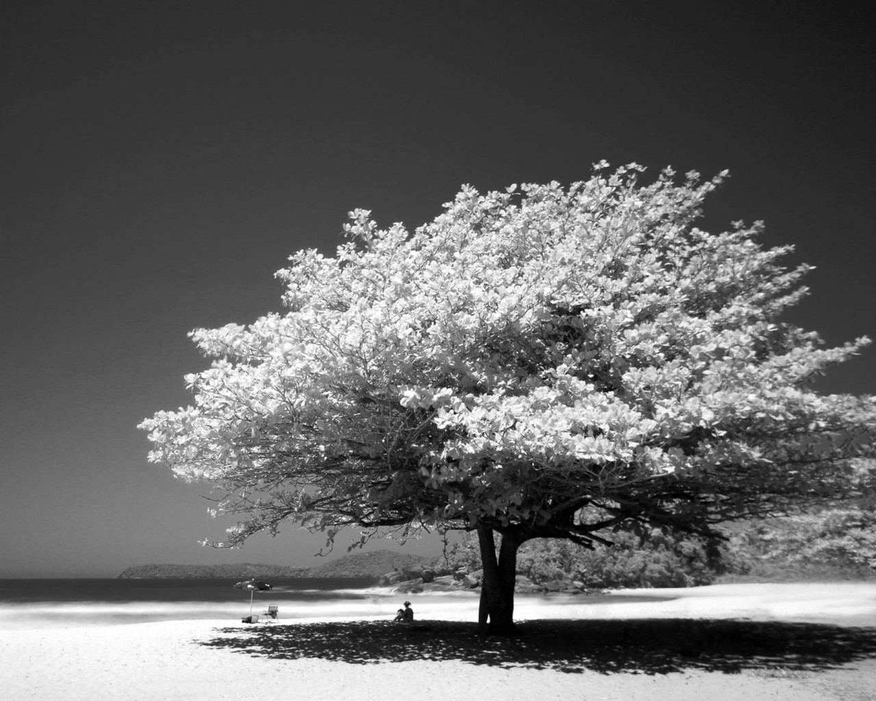 Big Tree