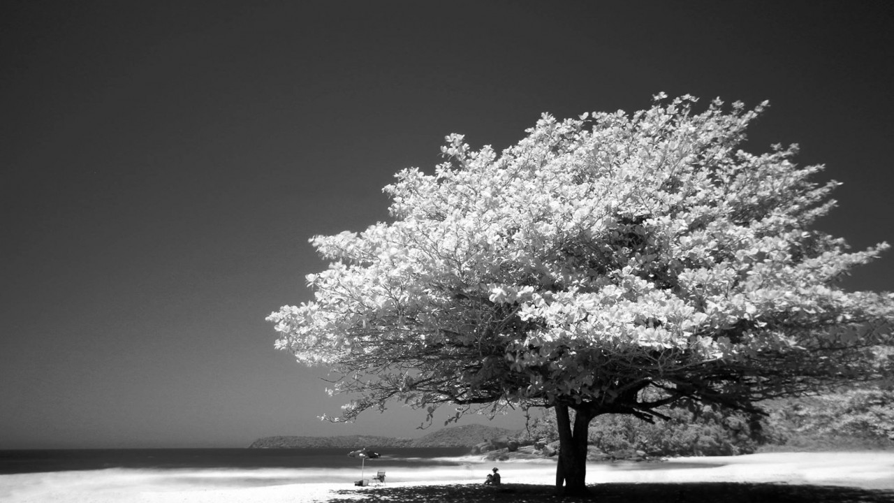 Big Tree