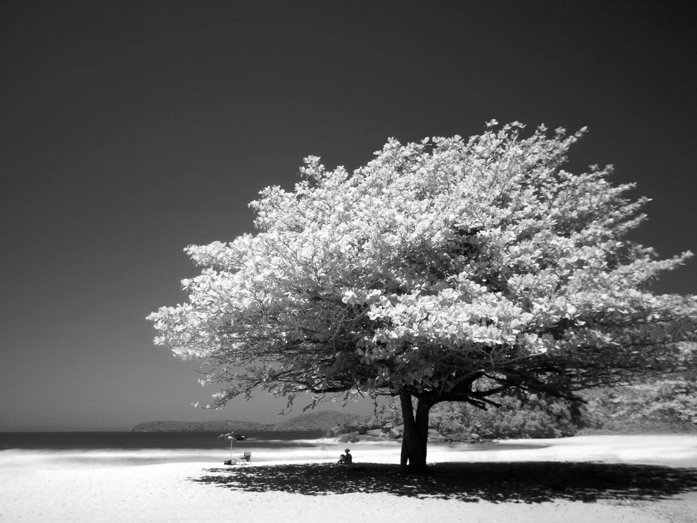 Big Tree