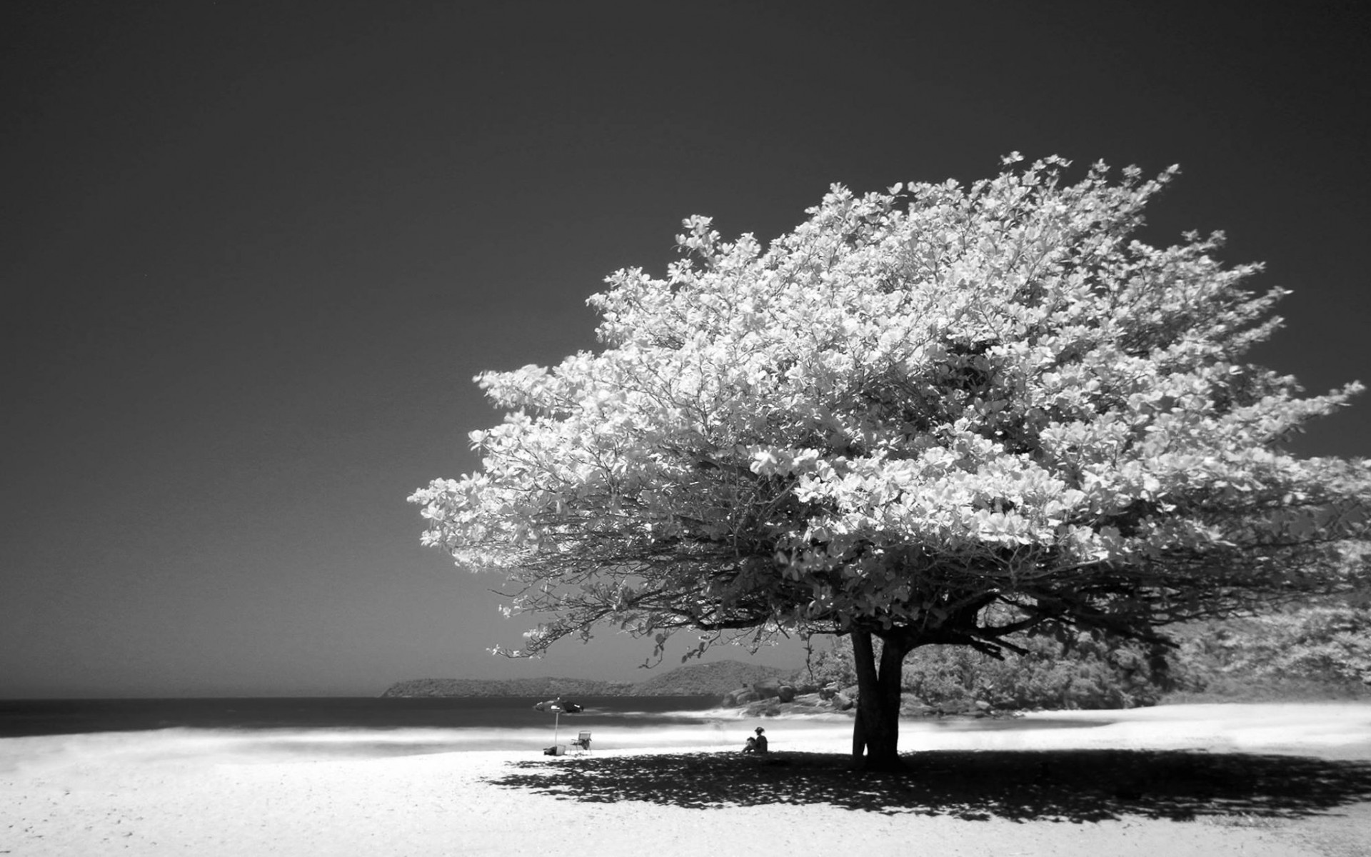 Big Tree