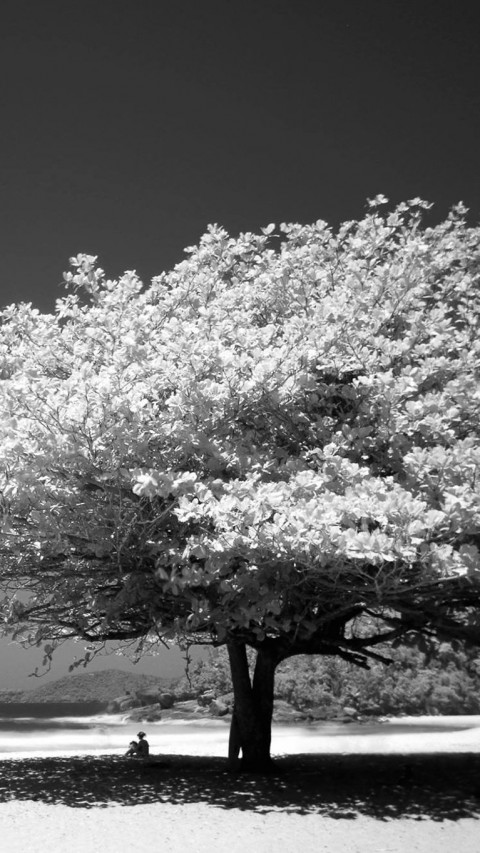 Big Tree