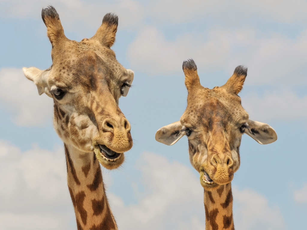 Giraffes