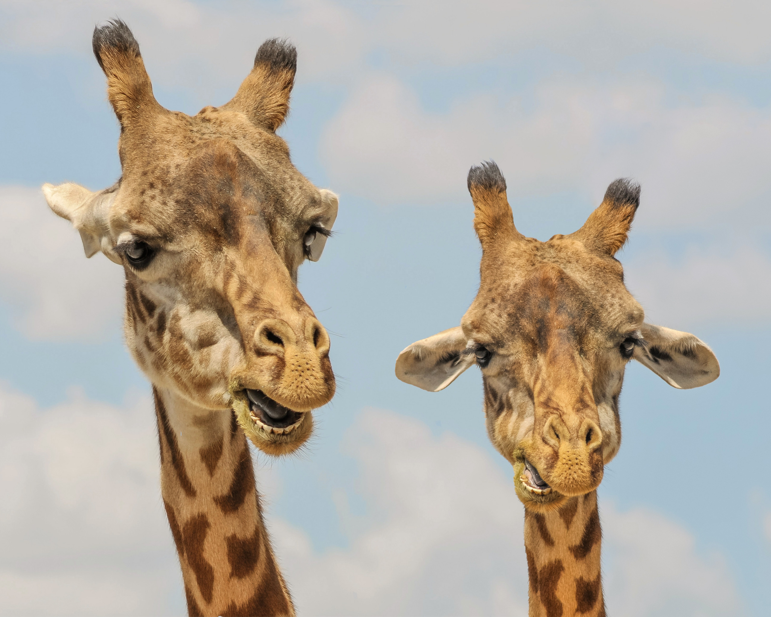 Giraffes