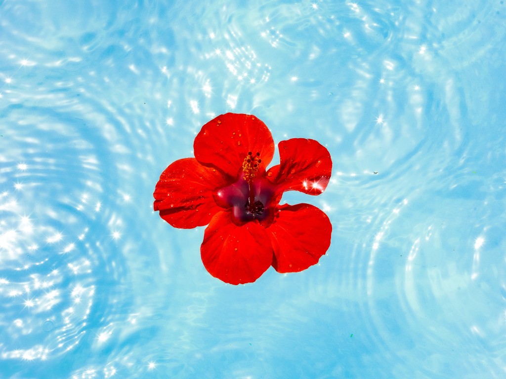 Flower in pond