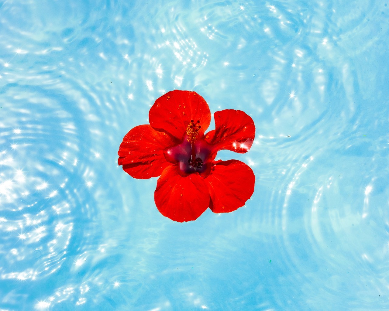 Flower in pond