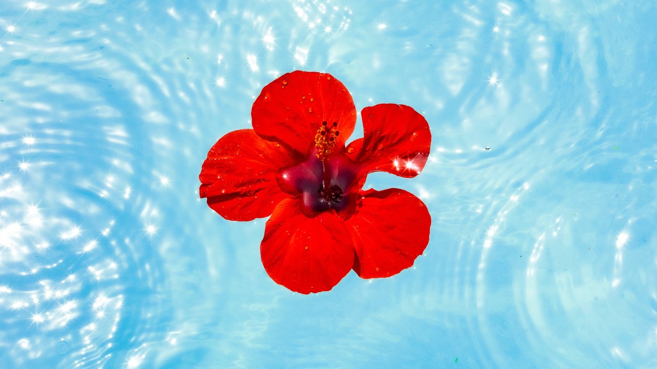 Flower in pond