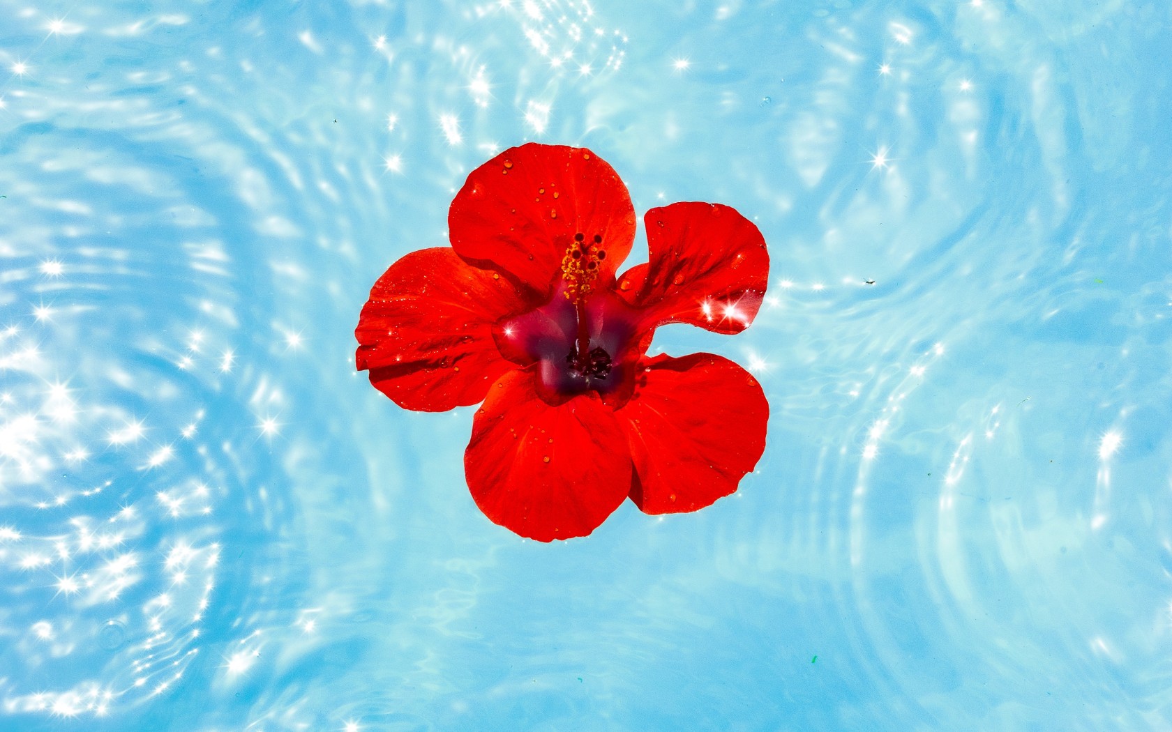 Flower in pond