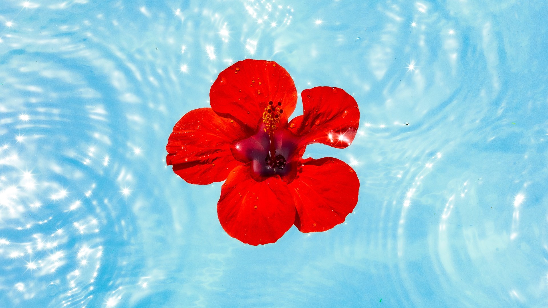Flower in pond