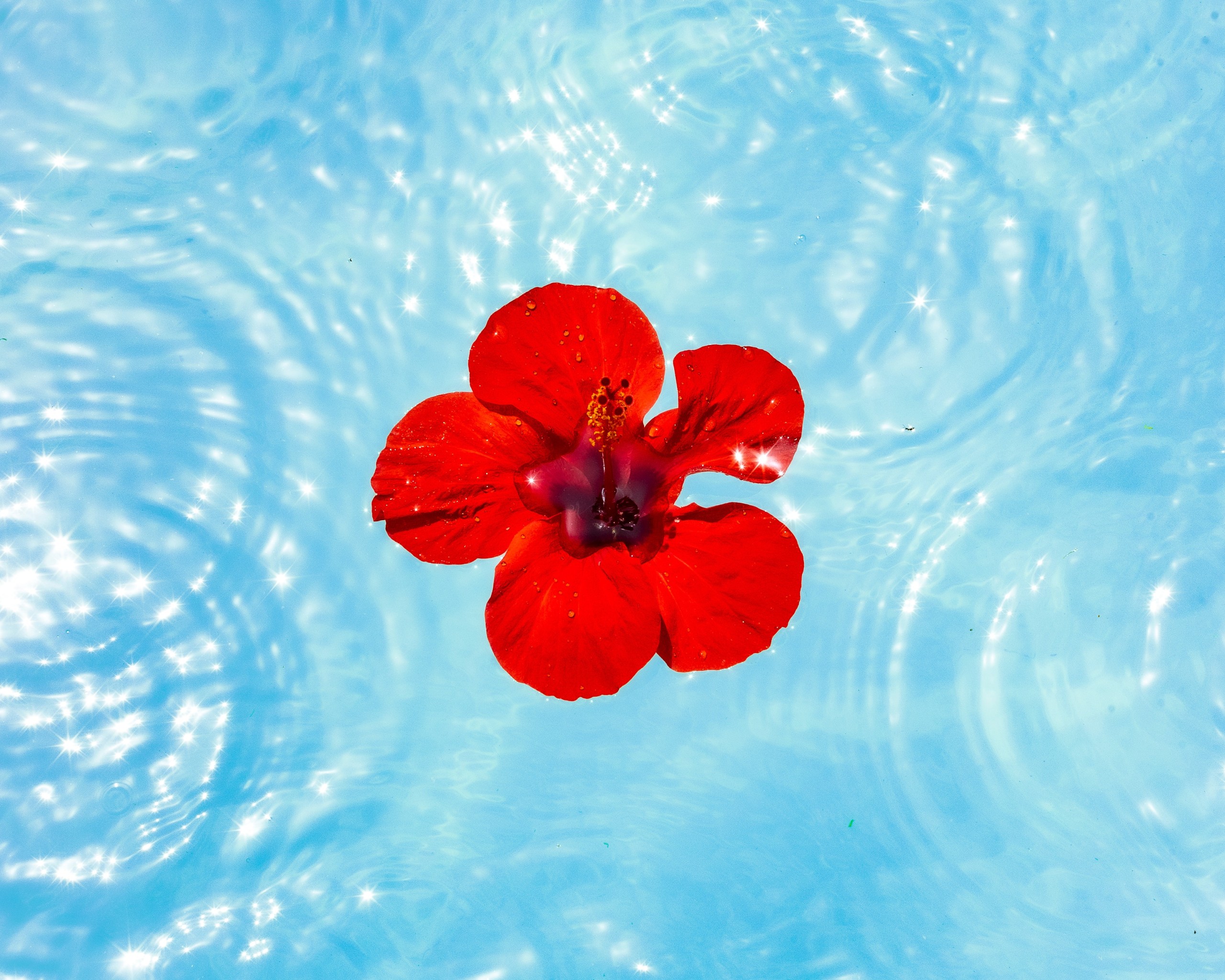 Flower in pond