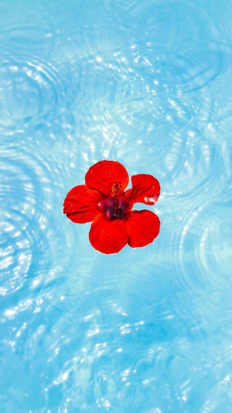 Flower in pond
